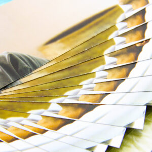 Brochures